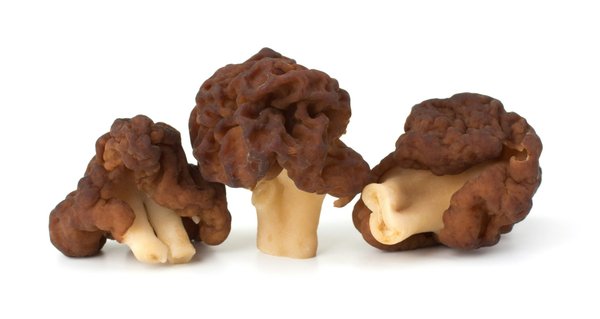 Découvrez les délices des morilles séchées gastronomiques